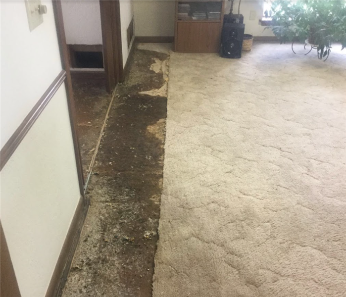 mold damage on floor