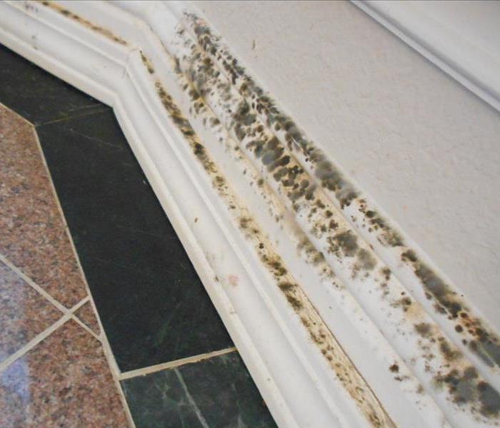 Dallas Mold On Walls of Home
