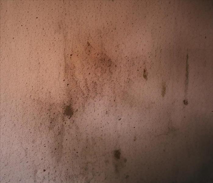 mold damaged wall