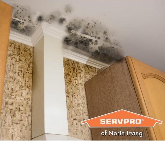 Commercial Mold Remediation and Inspection Services in Dallas
